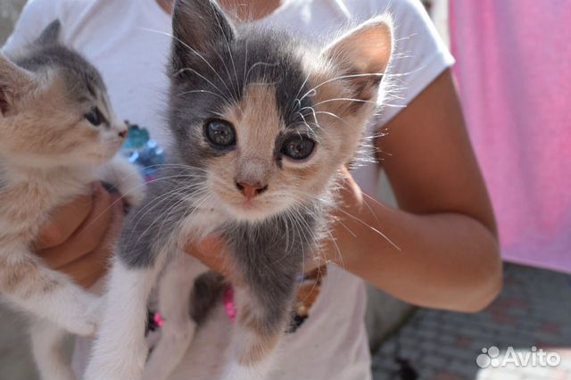 Котята ищут дом Котята ищут дом