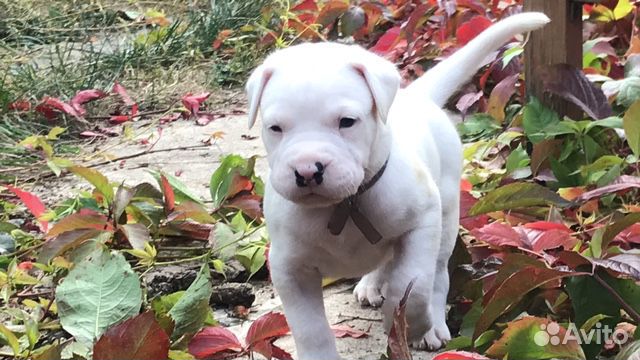 Аргентинский дог щенки