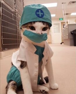 Помощник ветеринарного врача