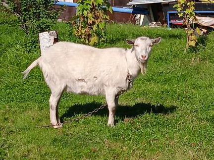 Зааненская коза - фотография № 2