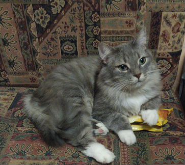 Котик