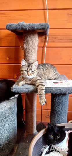 Кошечка Милашка