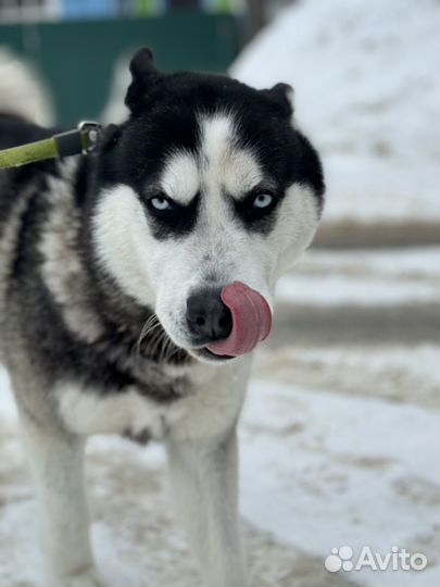 Хаски в добрые руки
