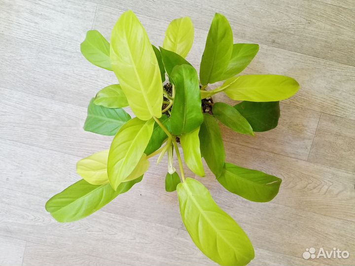 Домашние растения цветы