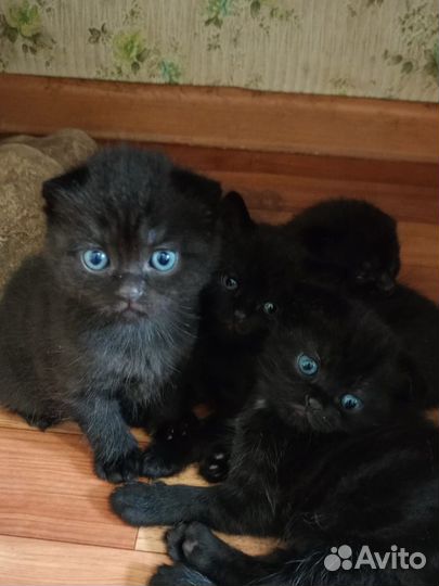 Британские котята