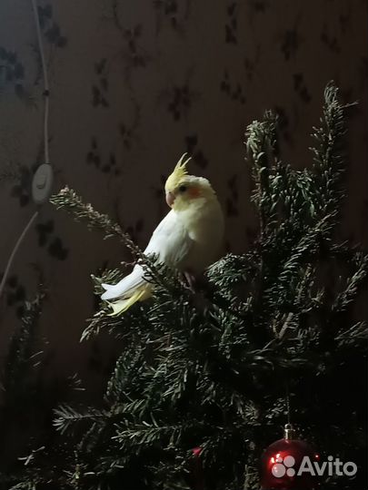 Попугай корелла с клеткой