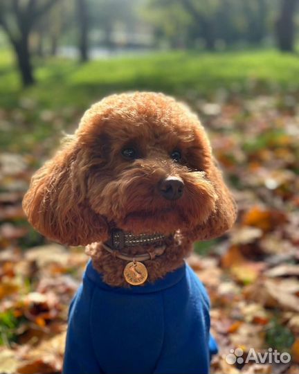 Той-пудель мини мальчик