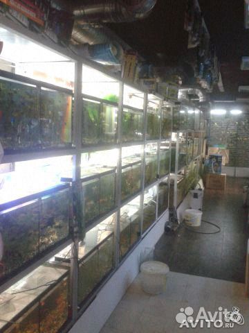 Аквариумные рыбки, большой выбор