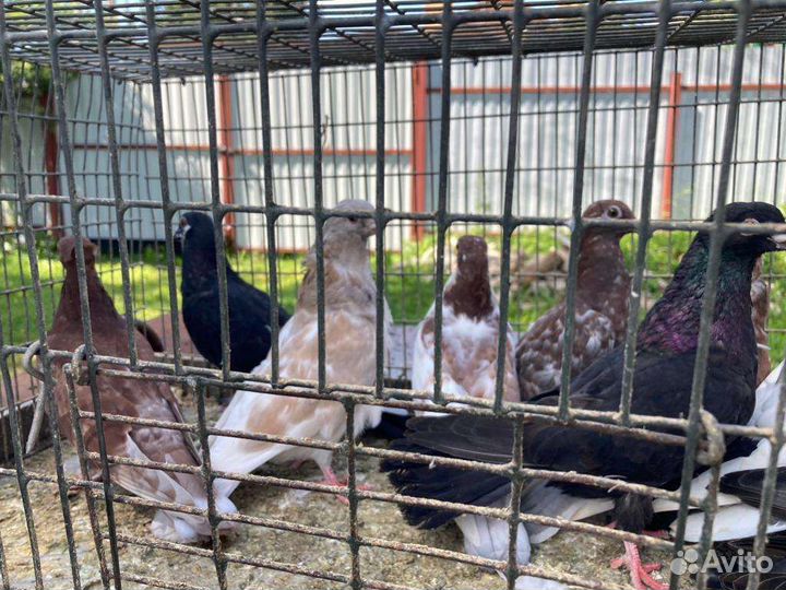 Продажа голубей