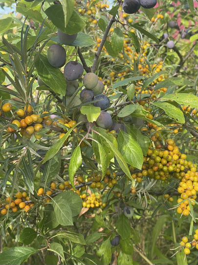 Участок 6,7 сот. (СНТ, ДНП)