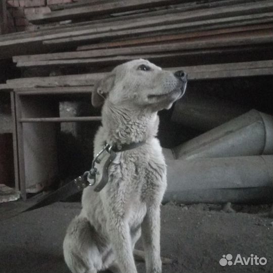 Собака в добрые руки отдам бесплатно