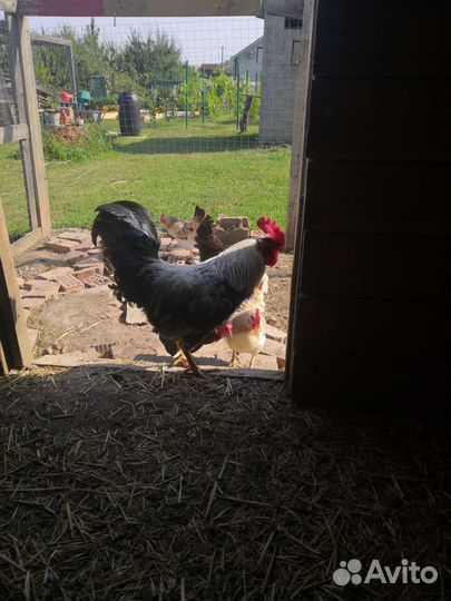 Петух Загорский лососевый