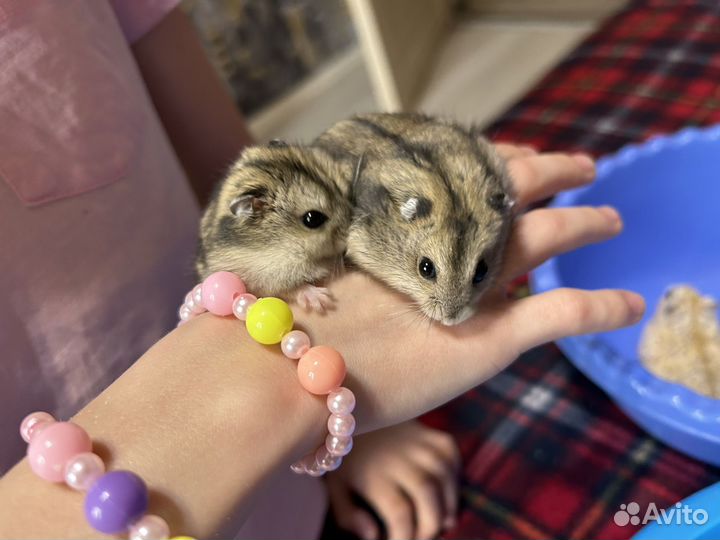 Джунгарские хомяки