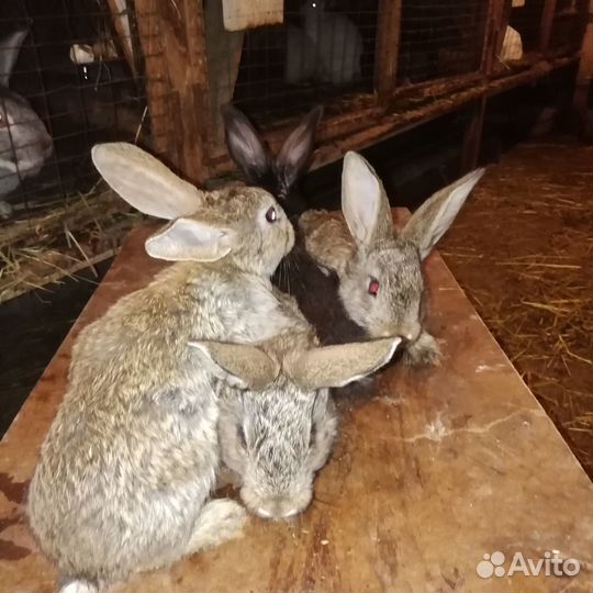 Продам кроликов