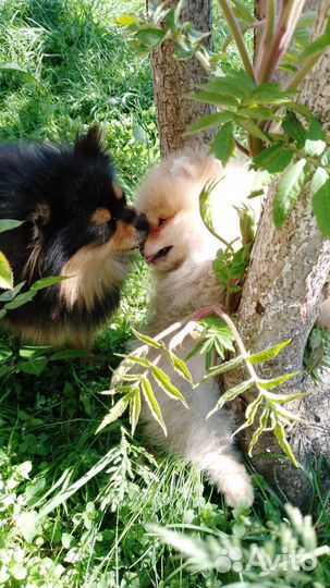 Рыжик-шилопопик