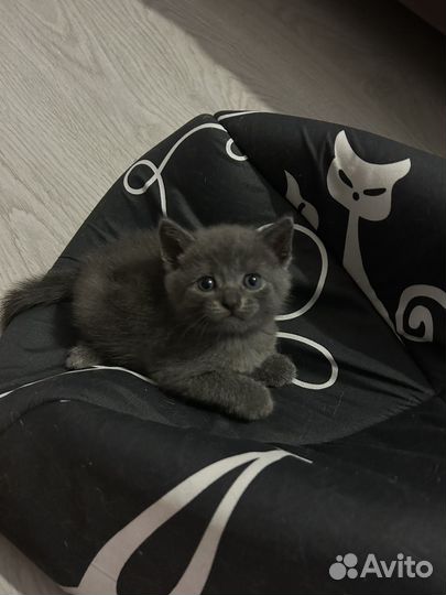 Британские котята