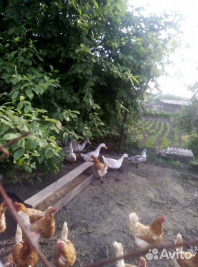 Пекинская утка