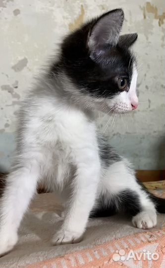 Котенок в добрые руки