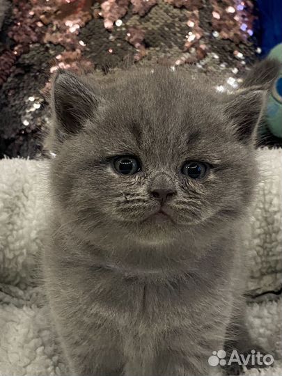 Британские котята