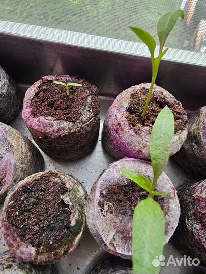 Рассада перца Хабанеро и Халапеньо