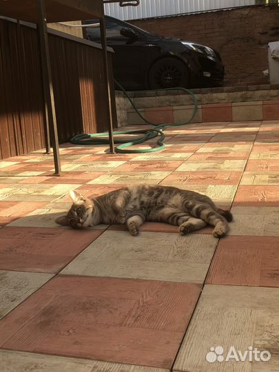 Котенок 7 месяцев девочка