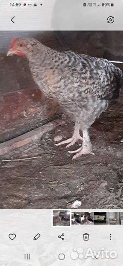 Молоденькие курочки несушки,породистые