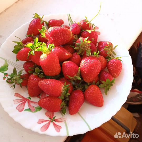 Клубника ягода свежая домашняя