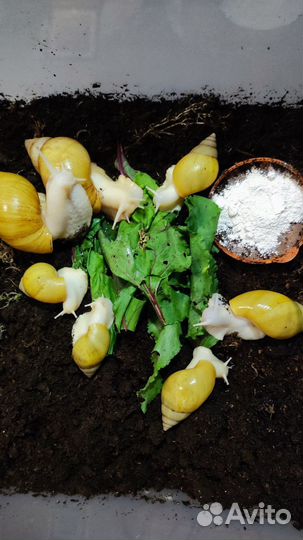 Улитки ахатины(ахатина фулика родици альбина боди)