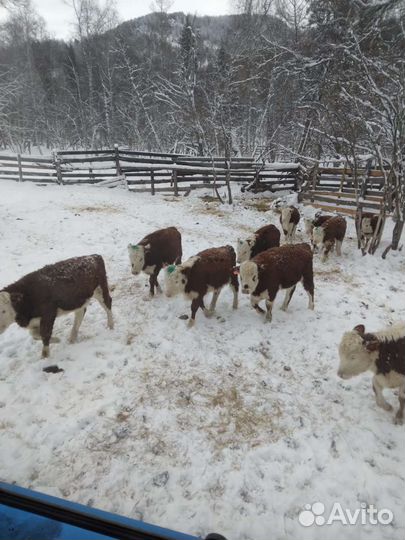 Телята бычки и телочки