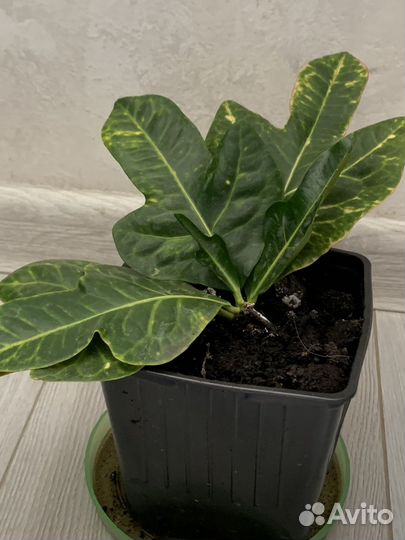 Кодиеум Кротон