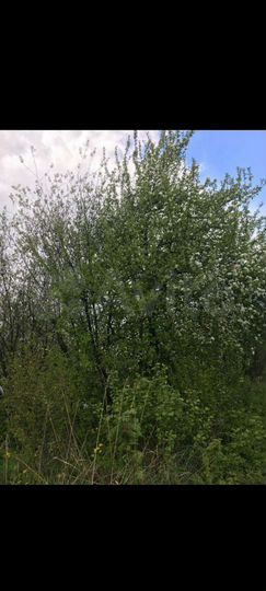 Участок 4 сот. (СНТ, ДНП)