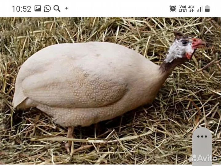 Инкубационное яйцо цесарки