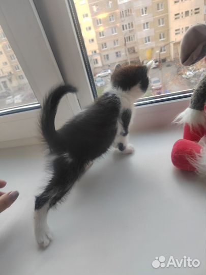 Котенок девочка