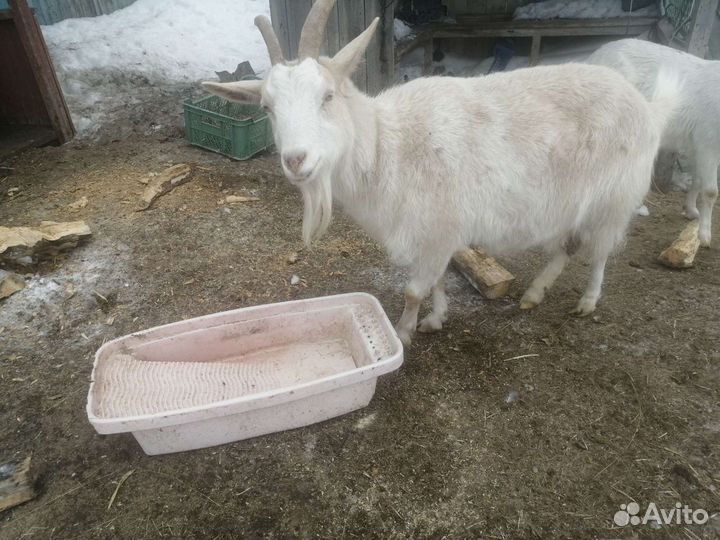 Козы, бараны