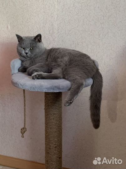 Британский кот вязка