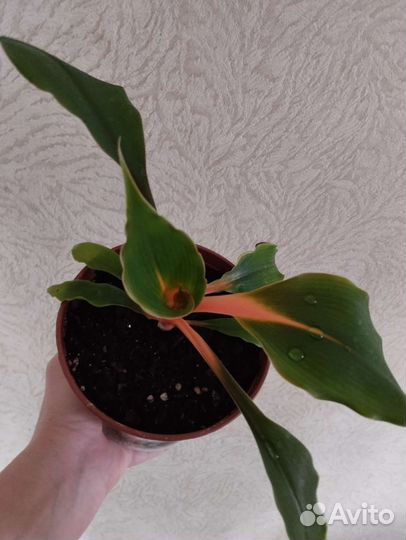 Хлорофитум Оранж Мармелад