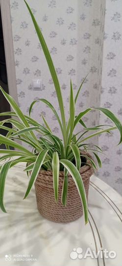 Хлорофитум