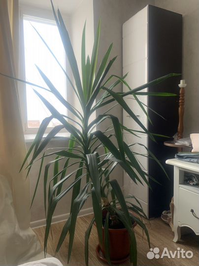 2 пальмы Юкка