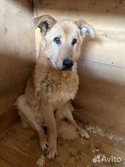 Помогите старичку найти дом