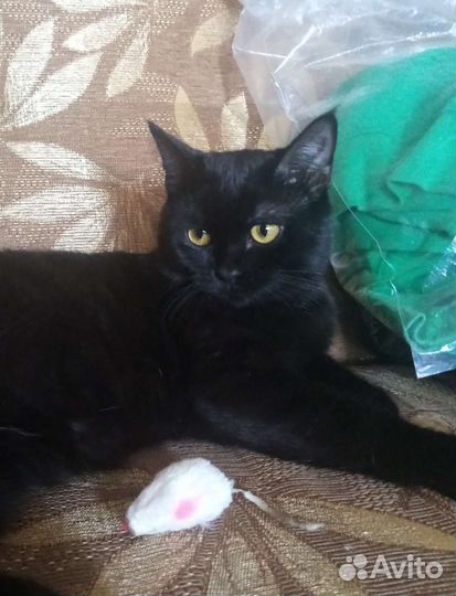 Котики в добрые руки