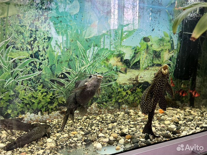 Аквариум