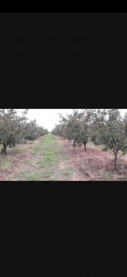 Участок 2 га (СНТ, ДНП)