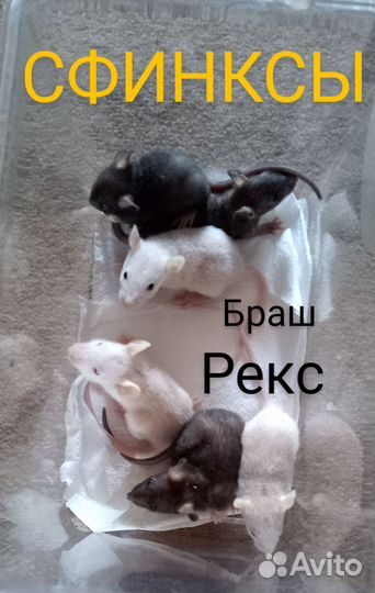 Крысята сфинкс и Браш
