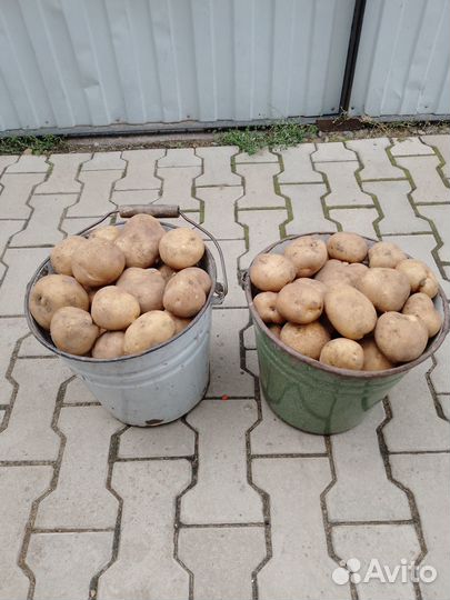 Продажа картофеля