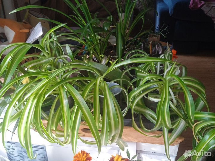 Рассада цветов для озеленения стен