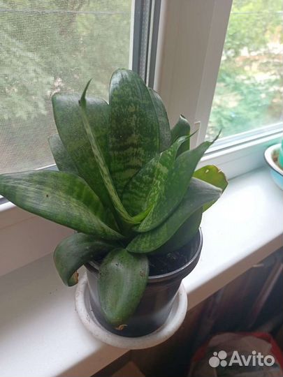 Сансевиерия