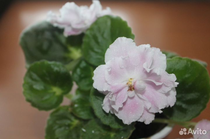 Продам сенполии (фиалки узумбарские)