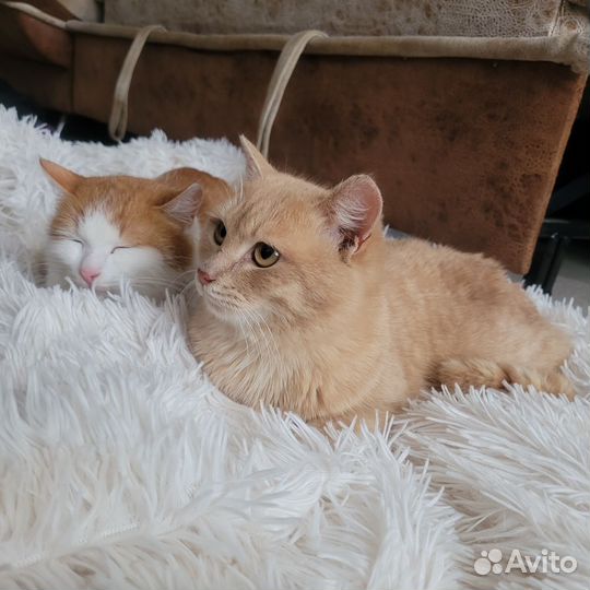 Котики в добрые руки
