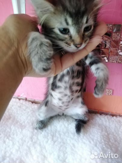 Котёнок Пушок, 3 мес