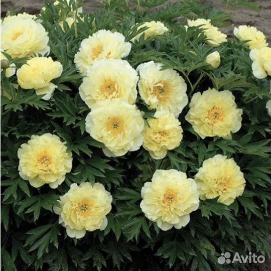 Пион Бартзелла